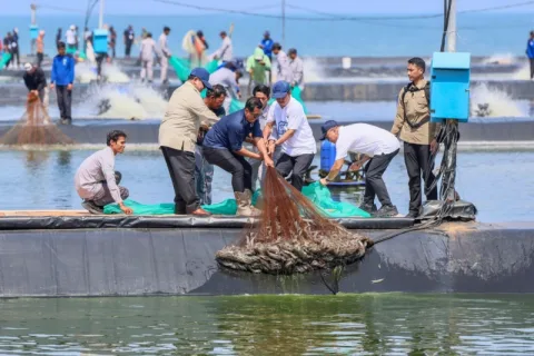 Komoditas Udang Vaname di Jateng Menjanjikan, Sepanjang 2025 Mencapai 26.313 Ton
