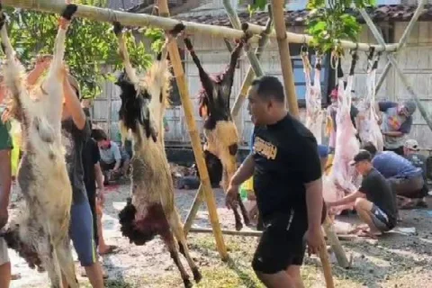 Jamaah Masjid At Taqwa Rowosari Kendal Antusias Berkurban, Sembelih 22 Sapi dan 15 Ekor Kambing
