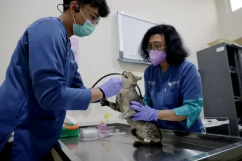 Pemkot Surabaya Gelar Sterilisasi Gratis untuk 100 Kucing Liar, Peserta Membludak