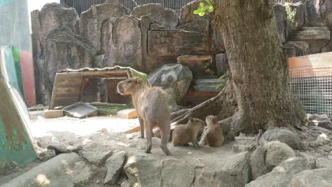 Didatangkan dari Ragunan, Kapibara Lahirkan Anak di Semarang Zoo