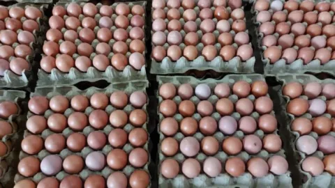 SPPG Libur, Harga Telur di Kudus Anjlok