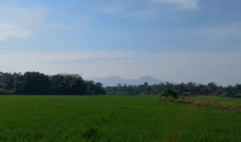 Ribuan Hektare Padi di Jepara Nyaris Gagal Panen, Bendungan Bocor Berhasil Diselamatkan