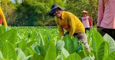Musim Tembakau 2026 Dongkrak Ekonomi Rembang, Nilai Transaksi Diperkirakan Rp455 Miliar