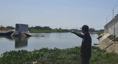 Bendung Karet Juwana Rp 260 M di Pati Bocor Lagi, Petani Khawatir Gagal Panen