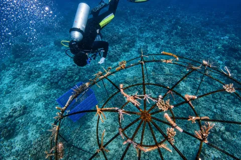 PLN Icon Plus Tanam Terumbu Karang di Karimunjawa, Perkuat Rehabilitasi Ekosistem Laut