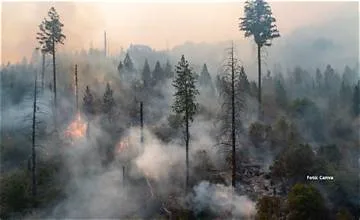 Api berkobar besar di Lahan Gambut Kalimantan Tengah, Hal ini mengganggu warga karena dekat pemukiman.