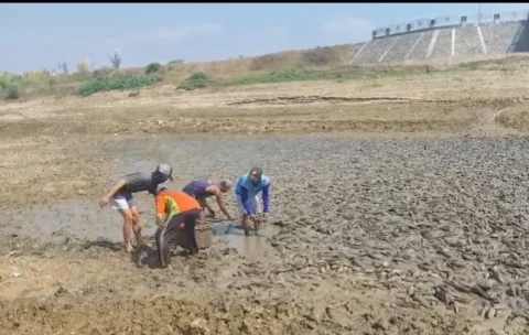 Bendungan Karet Pati Mengering, Warga Panen Ikan Sapu-Sapu