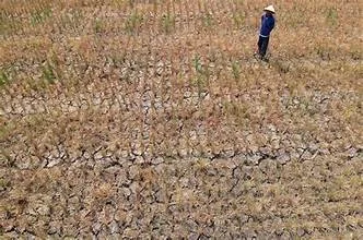 Dampak dari El Nino, 50.000 Hektare Lahan Mengalami Kekeringan Hebat