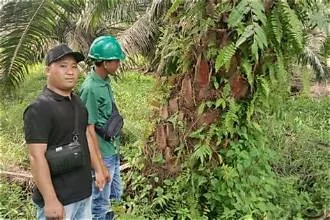 Sengketa Lahan Kebun Sawit Berujung di Pengadilan Negeri Sangatta.