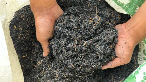 UNDIP Kembangkan Biochar, Limbah Pertanian Senggi Diolah Jadi Solusi Ekonomi Hijau