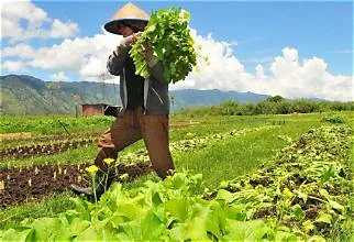 BPS Mencatat Nilai Tukar Petani Mengalami Kenaikan Dibandingkan Bulan Lalu