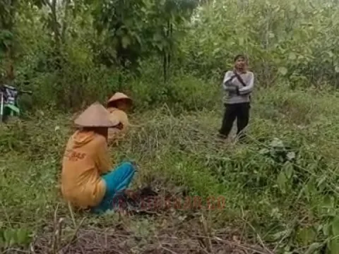 Foto : tangkap layar dari Vidio milik petani hutan