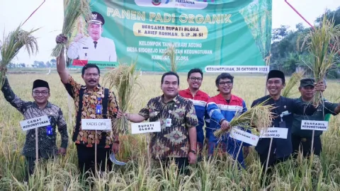 Panen padi organik