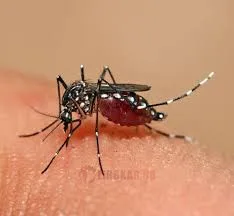 Ilustrasi - Nyamuk Aedes Aegypti. Foto: Istimewa.