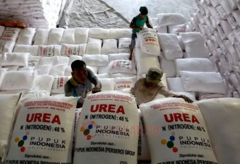Serapan pupuk bersubsidi masih minim. Foto: Istimewa.