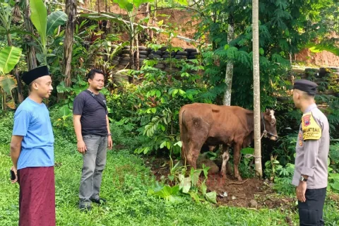 Sapi kurban Kapolri