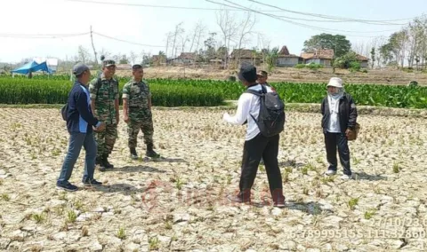 Lahan pertanian di Rembang gagal panen akibat kekeringan. Foto: Humas for Lingkar.co