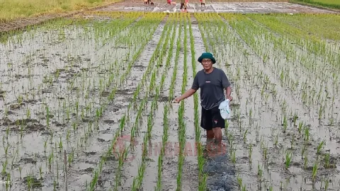 Penanaman padi varietas biosalin di Kawasan Pesisir Kelurahan Mangunharjo, Kecamatan Tugu, Semarang. Foto: dokumentasi