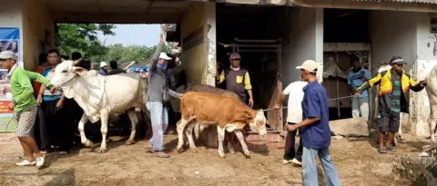 Pasar Hewan Pamotan. Foto: Istimewa.