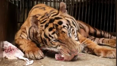 Seekor anak harimau benggala di Semarang Zoo saat memakan daging. Foto: dokumentasi