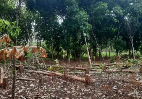 Sejumlah pohon di wilayah RPG Ngarengan yang sudah ditebang secara liar. Foto: Istimewa.