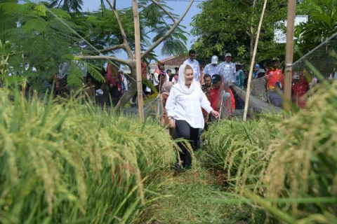 Wali Kota Semarang, Hevearita Gunaryanti Rahayu tinjau sawah biosalin.