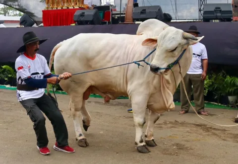 Kontes dan Expo Sapi Piala MPR di Pasar Hewan Terpadu, Jelok, Cepogo, Kabupaten Boyolali, Jawa Tengah, Minggu, (18/5/2025). Foto: dokumentasi