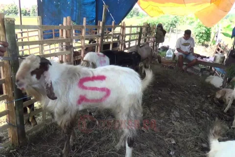 Salah satu penjual hewan kurban di Kendal. Foto: istimewa