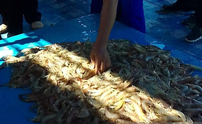 Petani menunjukkan udang hasil panen. (ANTARA/LINGKAR.CO)