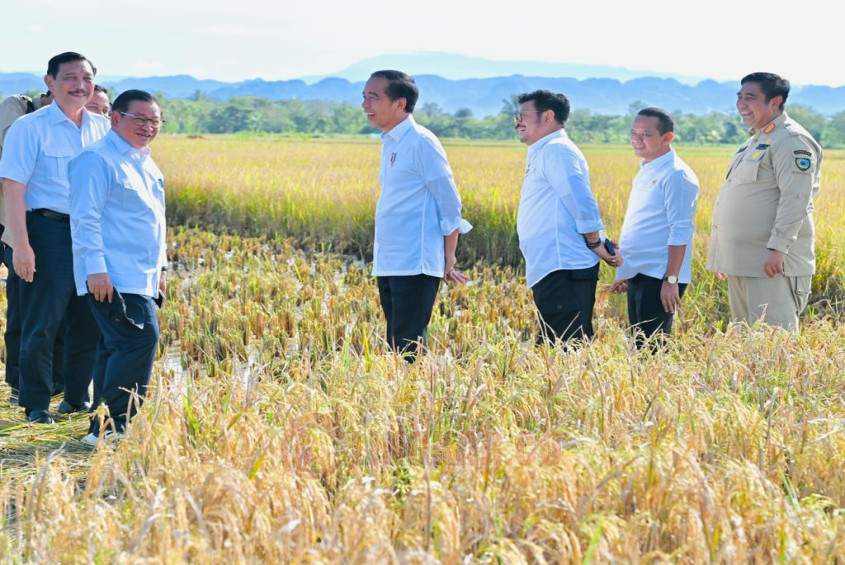 Presiden Joko Widodo meninjau secara langsung pelaksanaan panen raya padi di Kabupaten Maros, Provinsi Sulawesi Selatan. Foto: dokumentasi