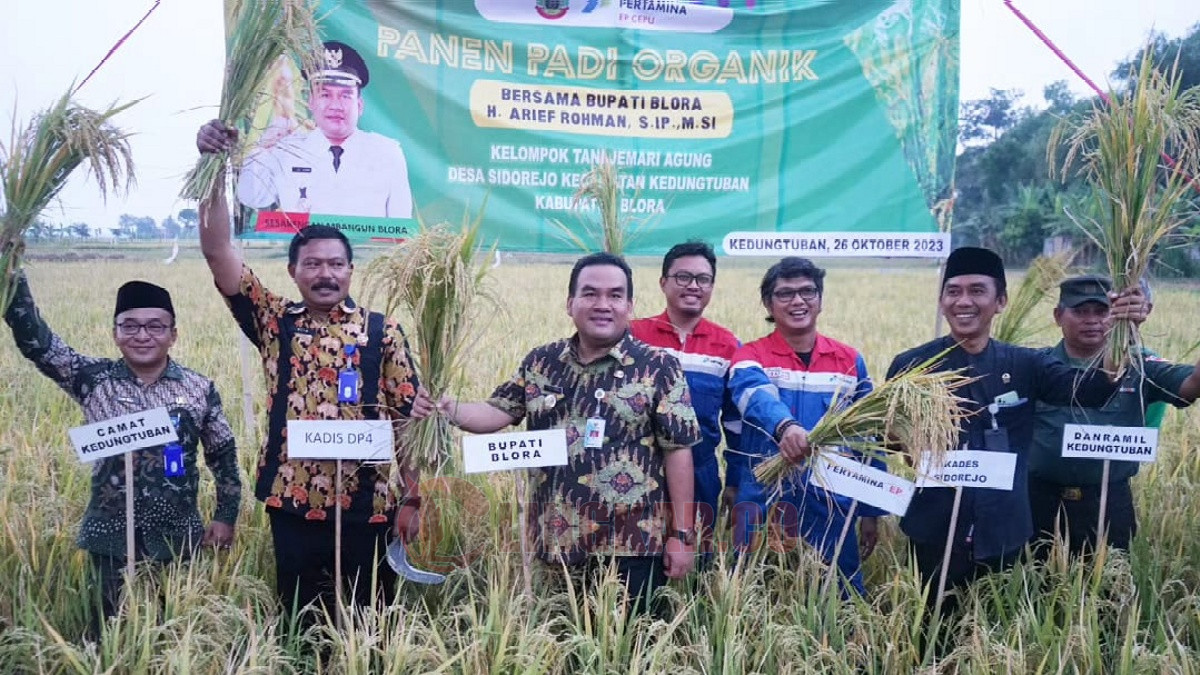 Panen padi organik