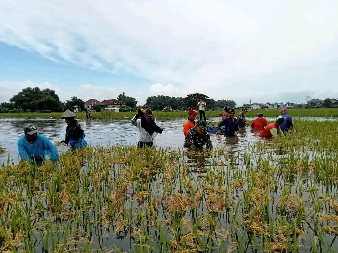 Tanaman padi di Pati yang terendam banjir. Foto: Miftahus Salam/Lingkar.co