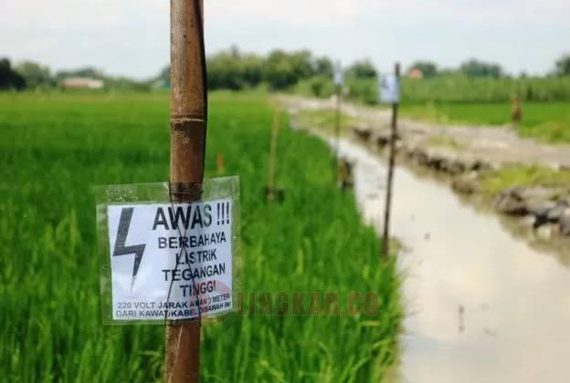 Jebakan tikus kerap makan korban. Foto: Istimewa.