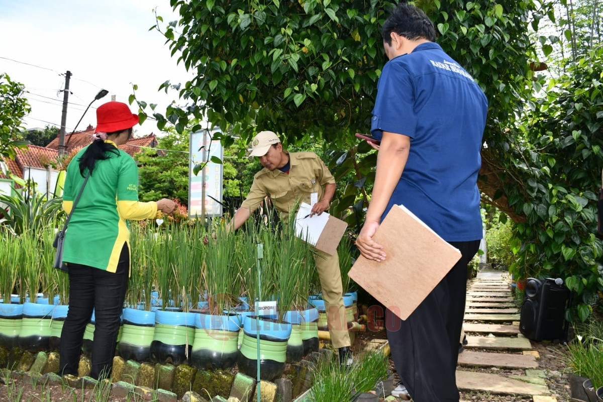 Terus Dorong Masyarakat Lakukan Urban Farming, Pemkot Semarang Tanam Padi di Lahan Tidur Imbas Rob. Foto: dokumentasi
