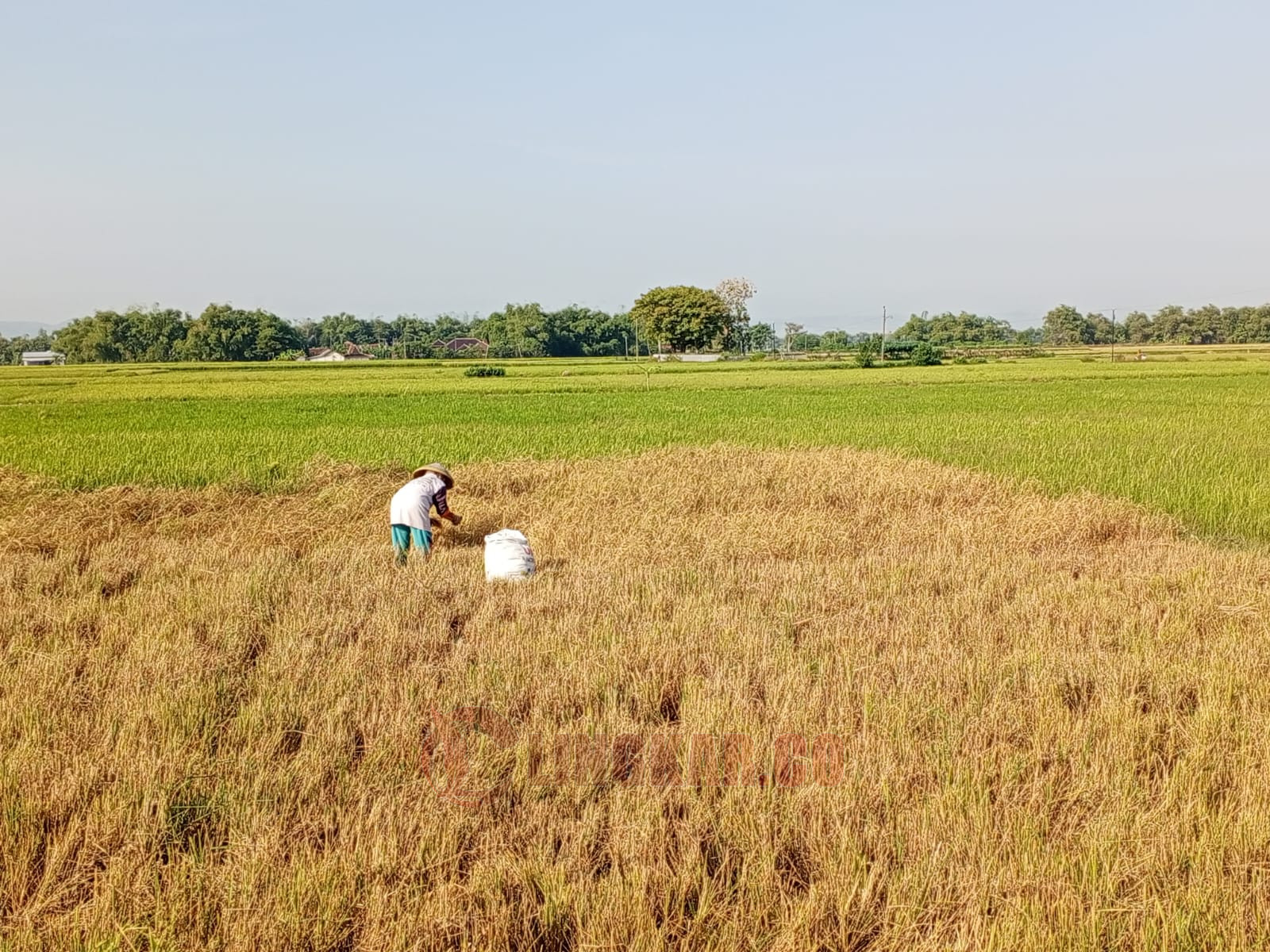 Lahan padi di Kabupaten Pati. Foto: Miftahus Salam/Lingkar.co