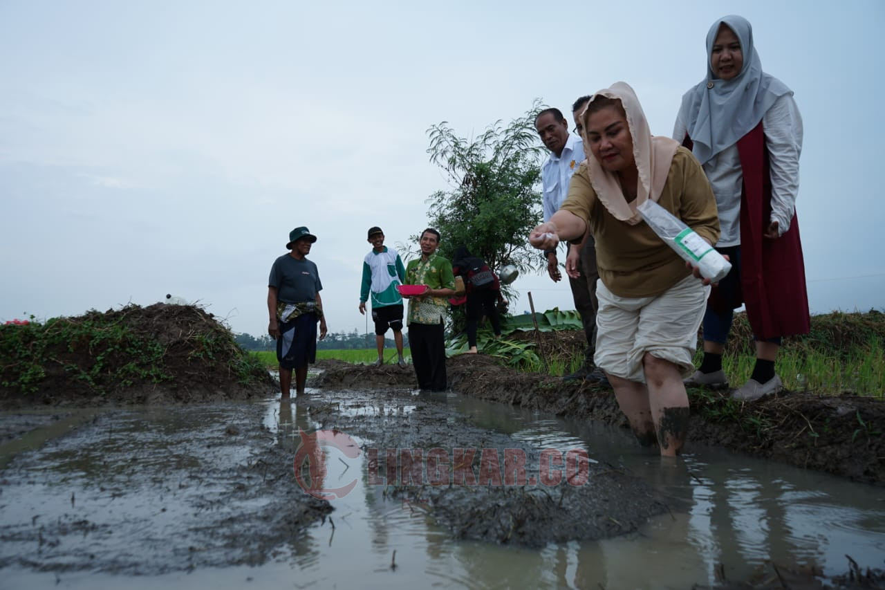Wali Kota Semarang, Hevearita Gunaryanti Rahayu melakukan penebaran benih padi varietas Biosalin yang ditanam di lahan tidur imbas rob air laut di Kelurahan Mangunharjo, Kecamatan Tugu, Kota Semarang, Kamis (4/7/2024) Kharenrisma/Lingkar.co