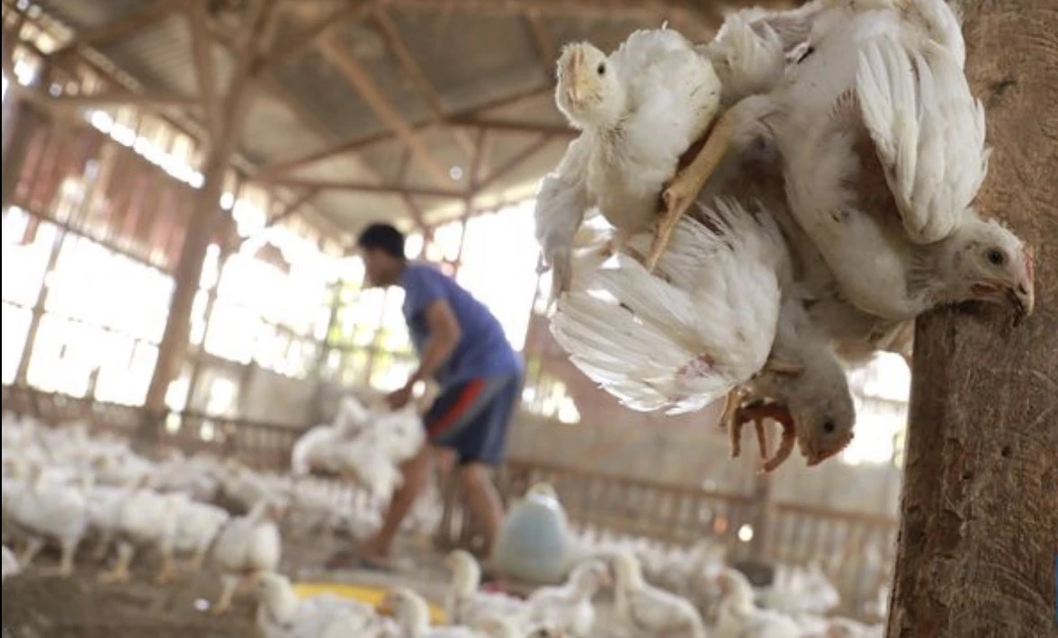 Bapanas Kawal Stabilitas Harga Ayam Broiler di Tingkat Peternak Lewat Program MBG