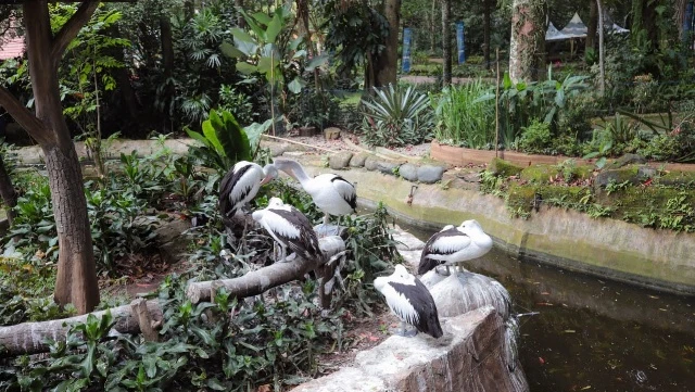 Lelang Selesai, Pemkot Tetapkan Fauna Land Pengelola Baru Bandung Zoo