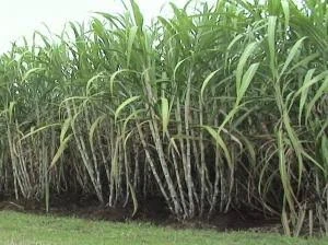 Petani Ngaku Tak Terima Dana HOK Program Tebu, Ini Tanggapan DP4 Blora