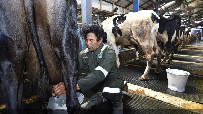 Hampir 70 Tahun Berdiri, Kini Koperasi Peternakan Sapi Perah Setia Kawan Pasok Susu Segar ke 7 Pabrik Besar Hingga Bermitra dengan New Zealand