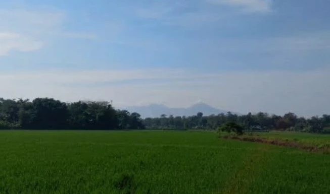 Ribuan Hektare Padi di Jepara Nyaris Gagal Panen, Bendungan Bocor Berhasil Diselamatkan