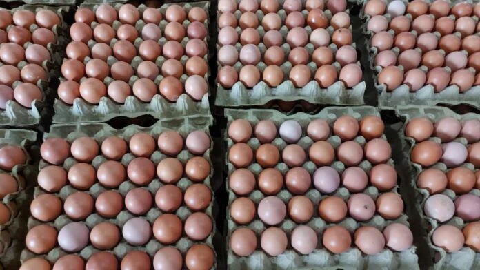 SPPG Libur, Harga Telur di Kudus Anjlok