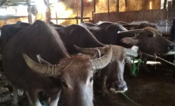 Vaksinasi PMK di Kudus Capai 4.500 Ekor, Stok Vaksin Menipis