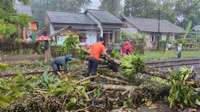 Angin Kencang dan Pohon Tumbang Penyebab Rusaknya Rumah Warga Sukabumi