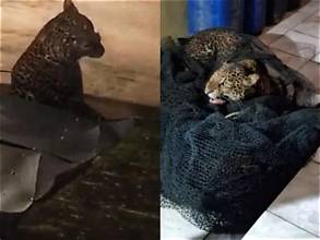 Macan Tutul Jawa Masuk Pemukiman Bandung dan Serang Warga