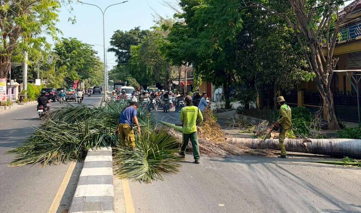 Membahayakan, Pohon Palem Tua di Jalan Protokol Rembang Mulai Ditebang