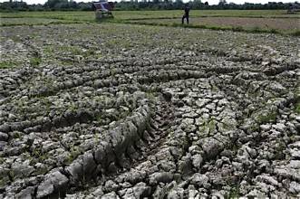 Kekeringan akibat El Nino melanda Indonesia dan berdampak pada laahan sawah 50.000 hektare