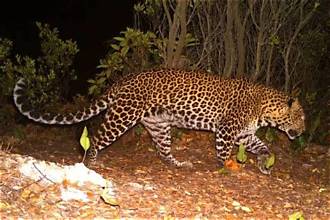 Macan Tutul Jawa