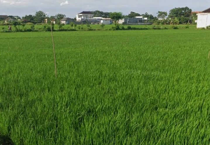 Sungai Mengering, Ribuan Hektare Sawah di Pati Terancam Kekeringan