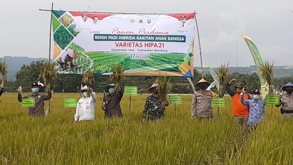 PERTANIAN: Bupati Abdul Hafidz bersama perwakilan Kementan saat panen raya di Desa Jinanten, Kecamatan Sale kemarin. (MIFTAHUS SALAM/LINGKAR JATENG)
